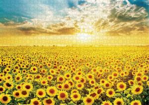 Sunflower Field 7 Flower & Garden Jigsaw Puzzle By Puzzlelife