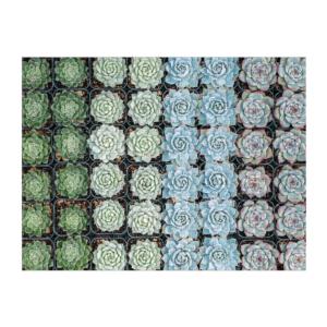 Succulent Garden Flower & Garden Double Sided Puzzle By Galison