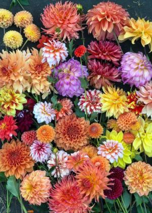 Hello, Dahlias! Flower & Garden Jigsaw Puzzle By Workman Publishing